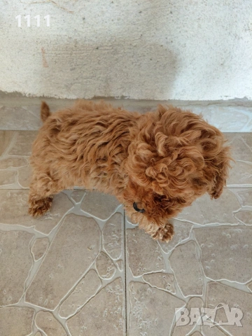 Пудел Той Тийкъп , снимка 8 - Пудели - 54243761