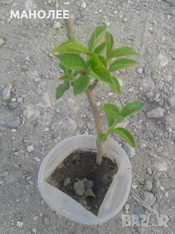 Филаделфус, снимка 2 - Градински цветя и растения - 52120177