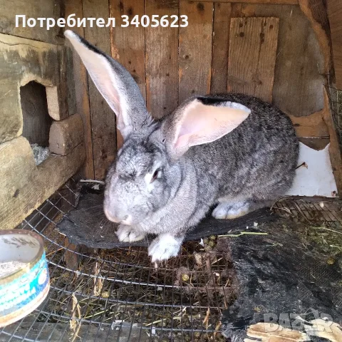 мъжки зайци великани , снимка 4 - Други - 55946639