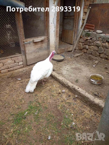 Мъжки пуяк, снимка 3 - Кокошки и пуйки - 53979864