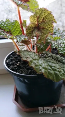 Продавам цветя Бегония Рекс (царска Бегония), снимка 6 - Стайни растения - 49969501