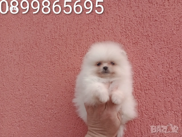 Мъжки и женски Померани. Реални снимки от 22.03.26 г. , снимка 11 - Померан - 53910902