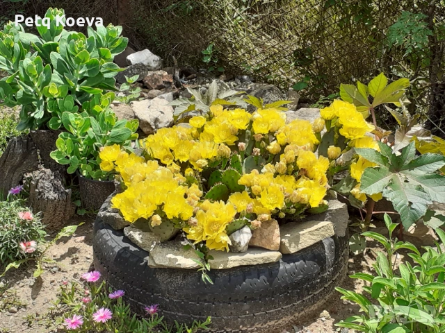 Къща за продажба в с.Странджа, снимка 16 - Вили - 53162428