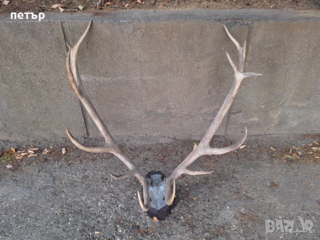 Рога от елен