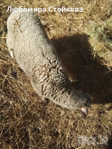 женско агне - шиле , снимка 1