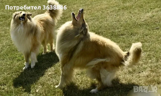 Шотландско овчарка Коли, снимка 2 - Коли - 49685051