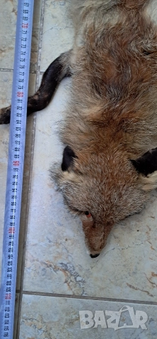 Кожа шал от лисица , снимка 3 - Антикварни и старинни предмети - 52920531