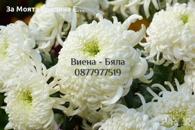 Хризантема разсад за юни месец!!, снимка 10 - Разсади - 54032482