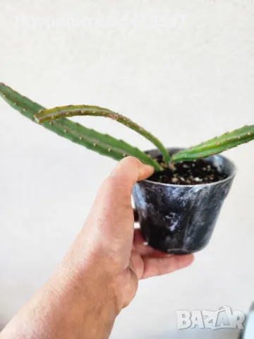 Selenicereus Chontalensis, снимка 2 - Стайни растения - 50243913