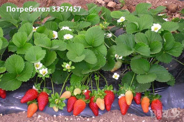 Prodavam korencheta celogodishni qgodi sort Monterei, снимка 3 - Разсади - 44673077