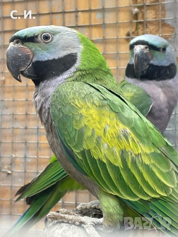 Китайски александри 