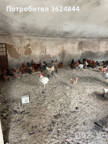 Продавам домашни кокошки 10лв на 1г, снимка 1 - Кокошки и пуйки - 44351767