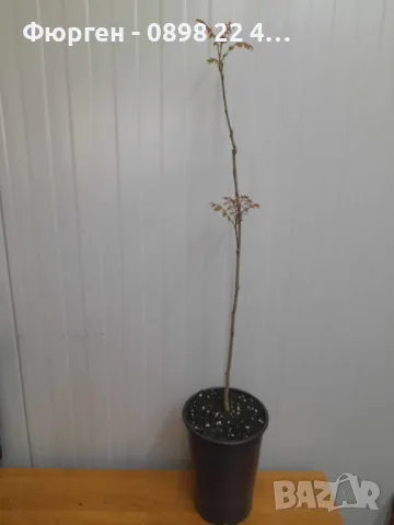 Китайски Мехурник -Koelreuteria “Paniculata”, снимка 8 - Разсади - 49936513