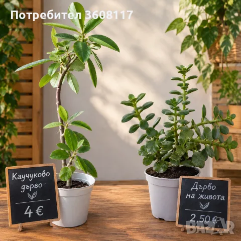 каучуково дърво и дървото на живота 2.50 