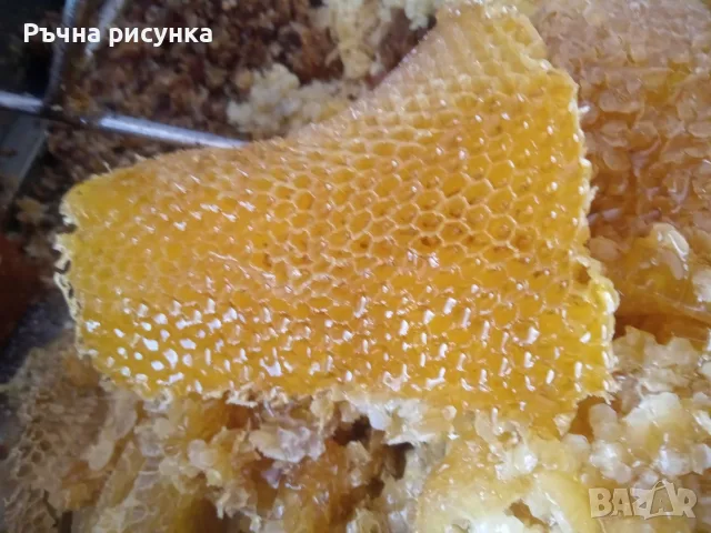 Пчелен мед букет от Странджа , реколта 2026 година цена 2, 80 евро/кг, снимка 2 - Други - 41370067