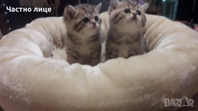 Британец златна чинчила за разплод , снимка 12 - Чинчили - 38819551