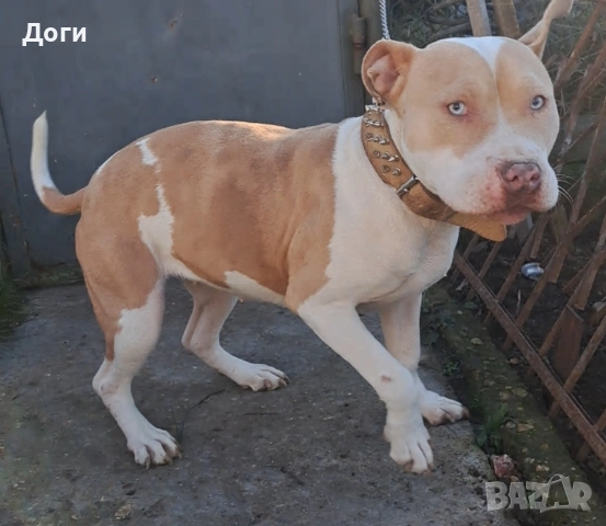 Продавам Питбул (сини очи), снимка 2 - Питбул - 52883598