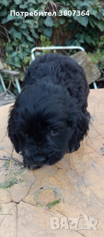 Американски Кокер шпаньол , снимка 7 - Кокер шпаньол - 54175558