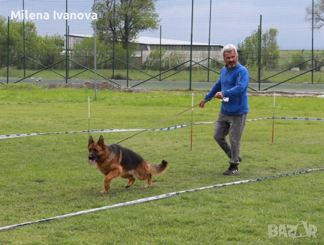 Женска немска овчарка с дълъг косъм от развъдник , снимка 11 - Немска овчарка - 54174191