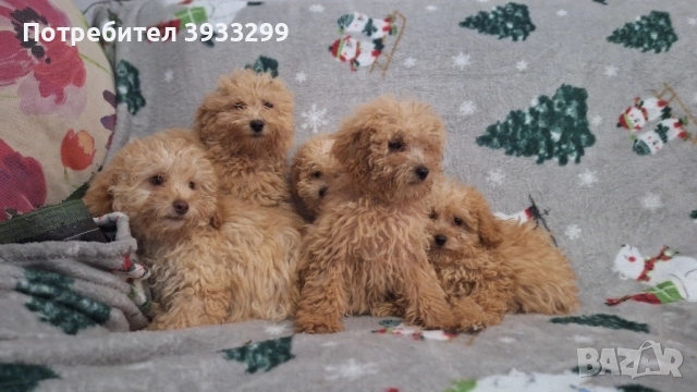 Пудел той пуделчета , снимка 2 - Пудели - 51947182