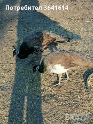 Продавам Пауни чифт