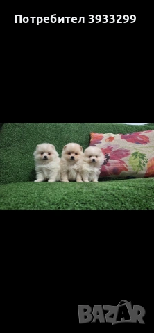 Померан мини померанчета