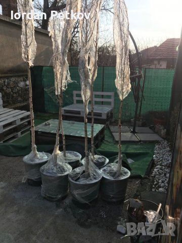 Бреза 0878112507, снимка 5 - Градински цветя и растения - 37004073