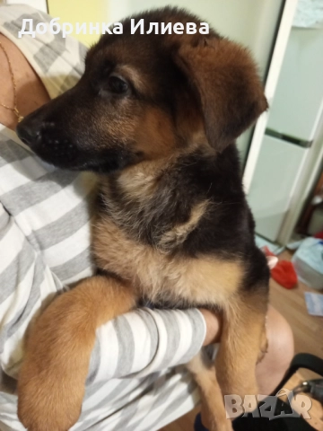 Немски овчарки , снимка 9 - Други - 52058168