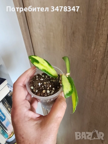 Хоя Verticillata/ex.Acuta variegata, снимка 3 - Стайни растения - 54287069