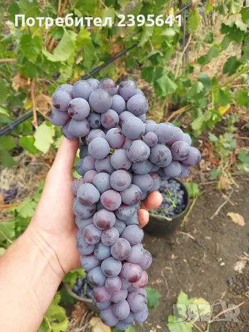 Продавам грозде Каберне фран, снимка 2 - Домашни продукти - 56374030