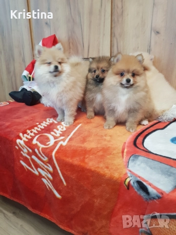Померан померанчета свободни, снимка 2 - Померан - 52774748