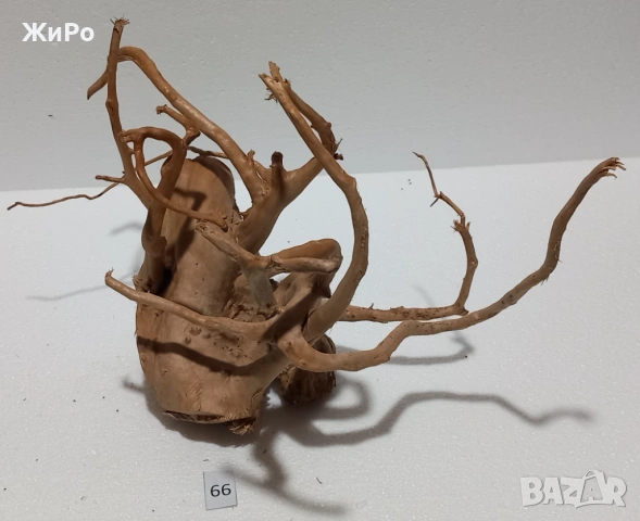 Корен от Азалия /декорация/ 66, снимка 5 - Други - 54102458