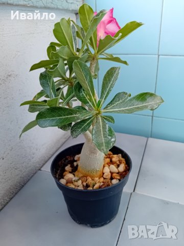 Адениум - Пустинна роза, снимка 7 - Стайни растения - 33928441