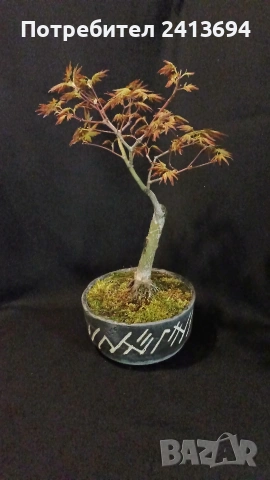 бонсай японски клен bonsai Acer palmatum 
