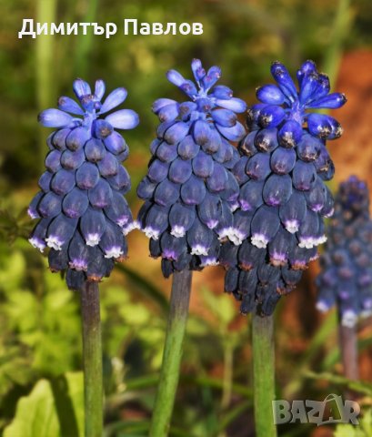 Muscari neglectum, снимка 2 - Сортови семена и луковици - 37148753