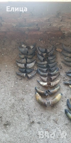 Рог от лопатар и кравешки рога, снимка 2 - Колекции - 53161391