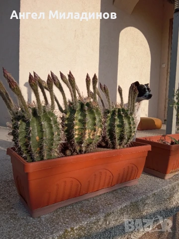 Сандъче с кактуси, снимка 6 - Стайни растения - 50008445