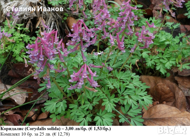 Коридалис, плътногрудеста лисичина (Corydalis solida) – грудки