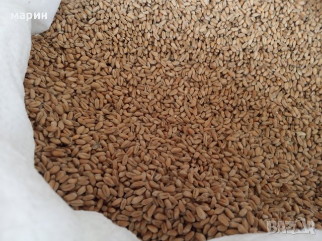 Продавам  пшеница  жито 0.50лв доставка