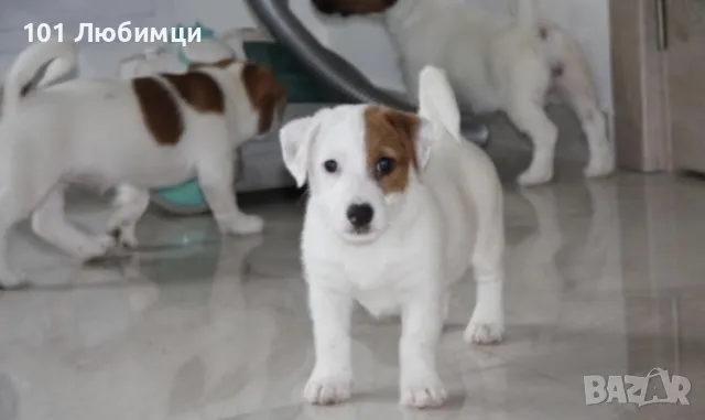 Джак Ръсел териери, снимка 3 - Джак ръсел териер - 47449190