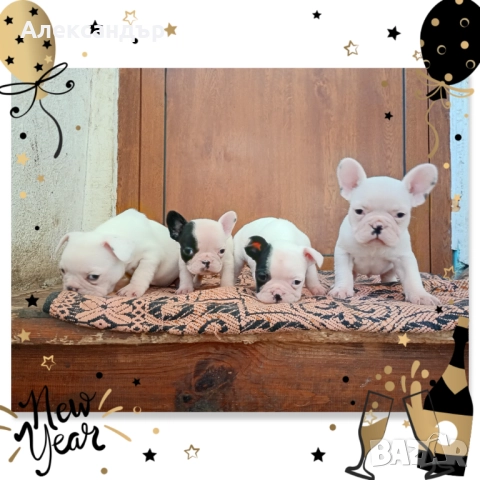 Френски булдог кученца 