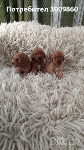 Той пудел , снимка 2 - Пудели - 53968629