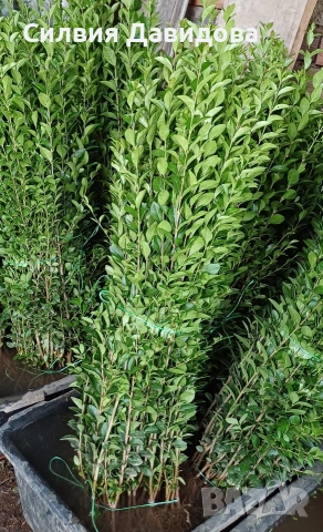 Лигуструм за жив плет 