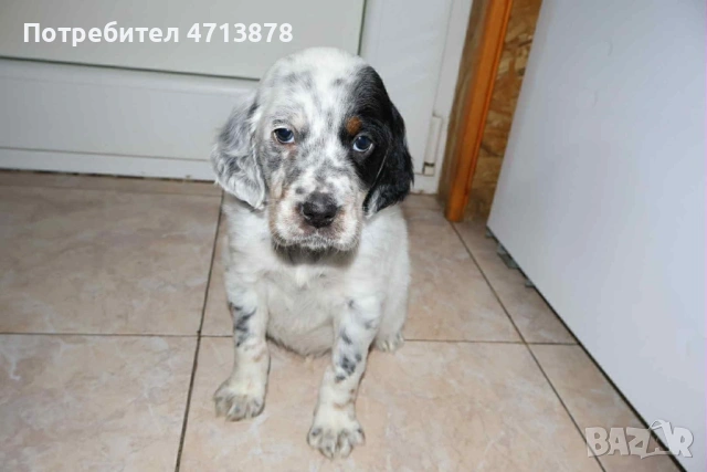 Английски сетер, снимка 5 - Английски сетери - 53156304