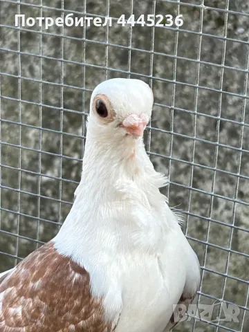 Кабаци, снимка 1