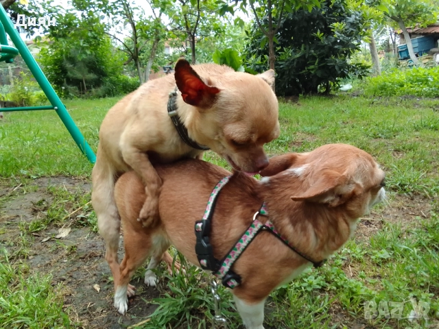 Чихуахуа, за разплод, снимка 1