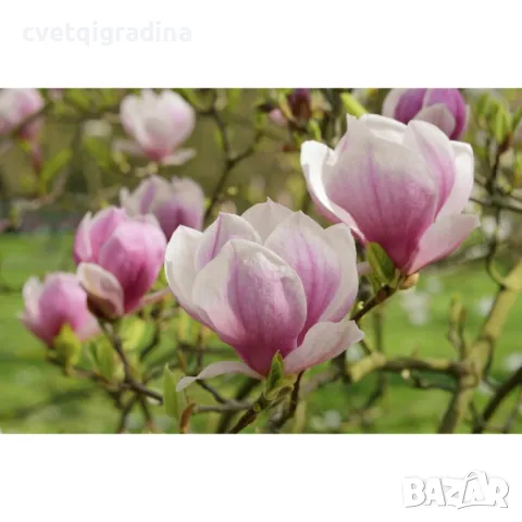 Магнолия Галакси Magnolia soulangeana Galaxy