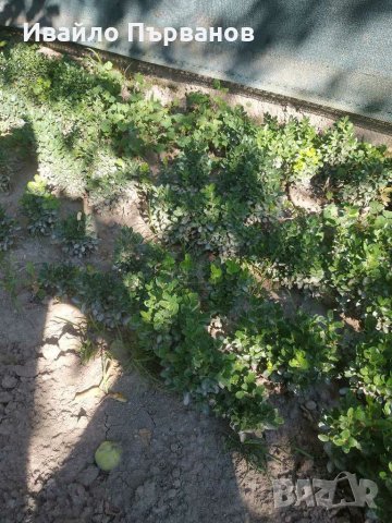 Чемшир, снимка 6 - Градински цветя и растения - 29283144