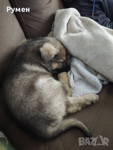 Чехословашки вълчак източно-европейска овчарка, снимка 4 - Други - 52428428