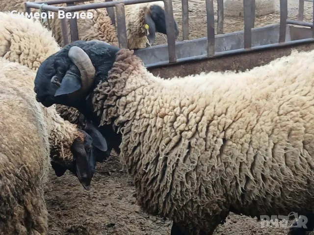 Продавам овен